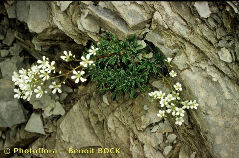 Taken Jul 15, 1999 by Photoflora - Benoit BOCK (©)