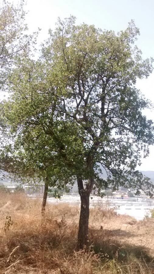 Cork oak