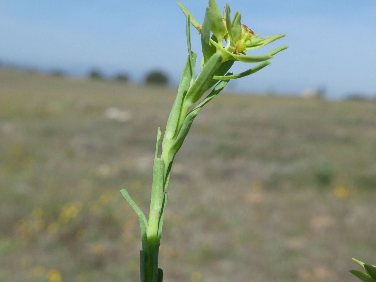 Dwarf spurge