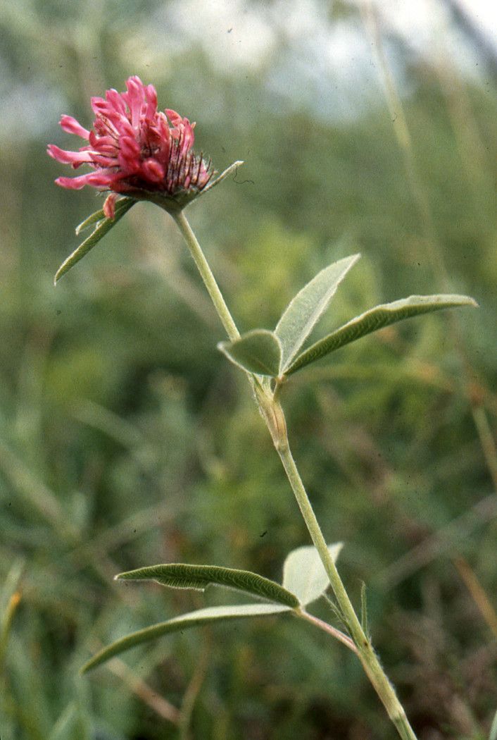 Taken Jun 28, 1997 by Tela Botanica − Liliane Roubaudi (cc-by-sa)