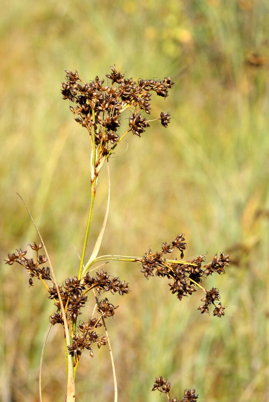 Taken Sep 27, 2009 by Tela Botanica − Liliane Roubaudi (cc-by-sa)