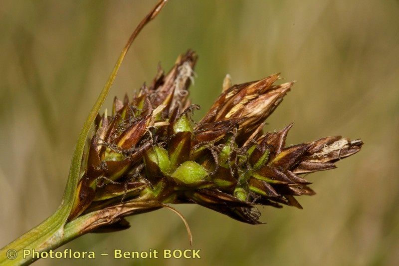 Taken Jul 15, 2014 by Photoflora - Benoit BOCK (©)