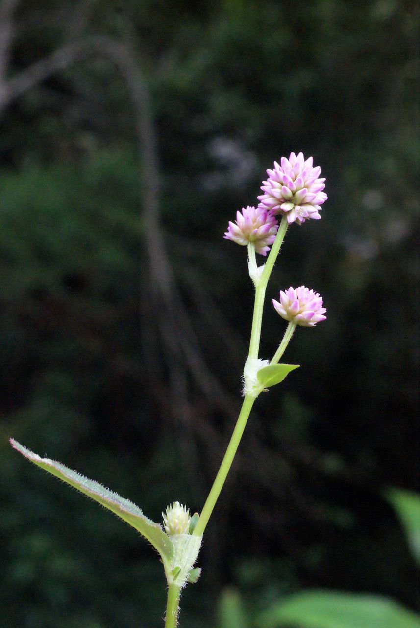 Taken Jan 15, 2014 by Tela Botanica − Liliane Roubaudi (cc-by-sa)