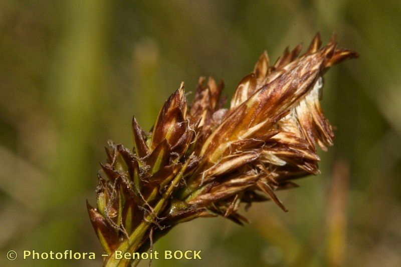 Taken Jul 15, 2014 by Photoflora - Benoit BOCK (©)