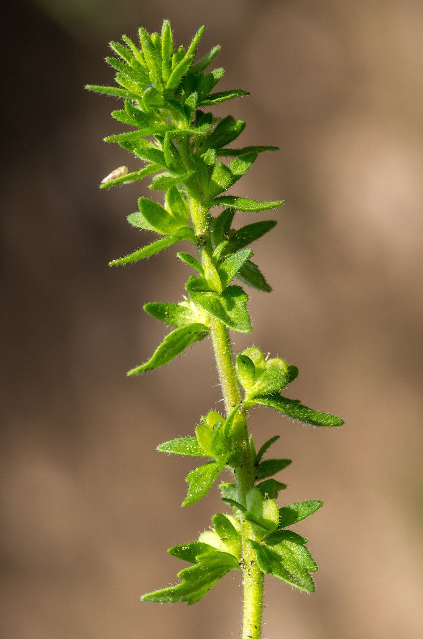 Taken Jun 11, 2013 by Tela Botanica − Jean-Jacques HOUDRÉ (cc-by-sa)