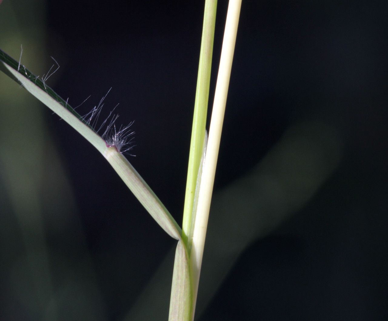 Taken Sep 5, 2015 by Tela Botanica − John DE VOS (cc-by-sa)