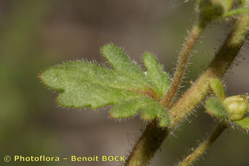 Taken May 15, 2008 by Photoflora - Benoit BOCK (©)