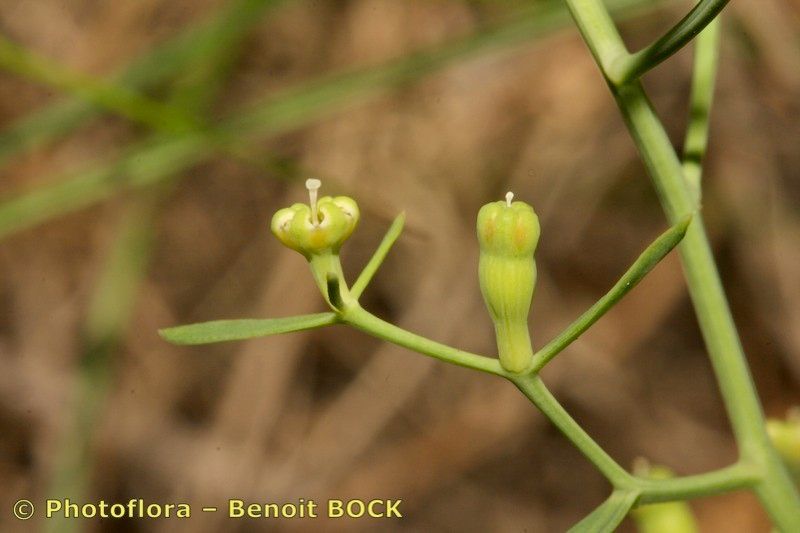 Taken Jul 15, 2008 by Photoflora - Benoit BOCK (©)