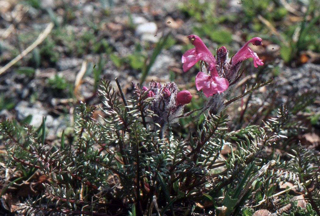 Taken Jul 6, 2004 by Tela Botanica − Liliane ROUBAUDI (cc-by-sa)