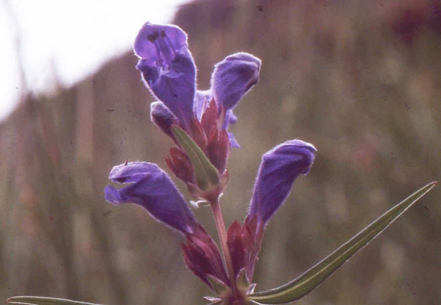 Taken Jul 2, 1999 by Tela Botanica − Liliane Roubaudi (cc-by-sa)