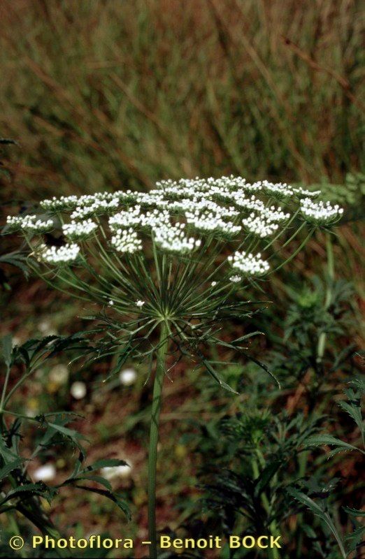 Taken Jul 15, 2000 by Photoflora - Benoit BOCK (©)