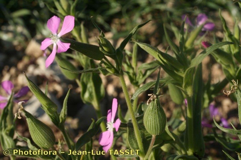 Taken Apr 15, 2008 by Photoflora - Jean-Luc TASSET (©)