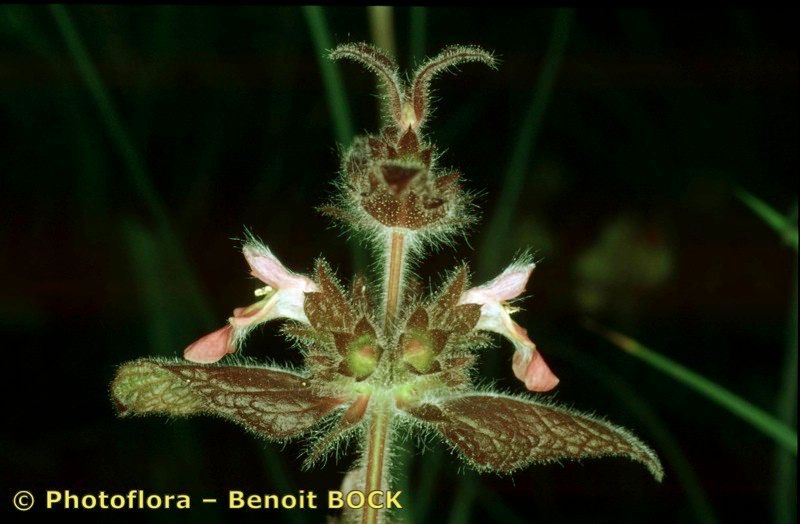 Taken Aug 15, 2003 by Photoflora - Benoit BOCK (©)