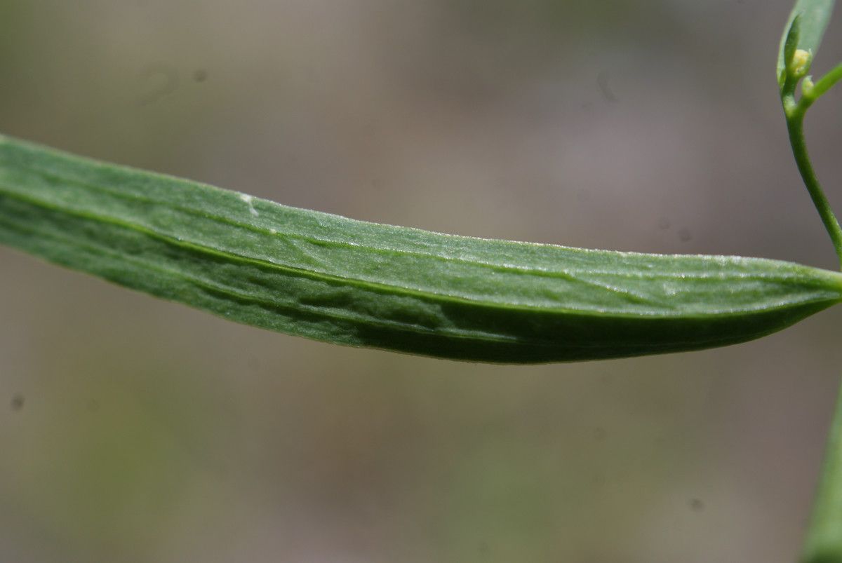 Taken Jul 10, 2014 by Tela Botanica − Liliane Roubaudi (cc-by-sa)