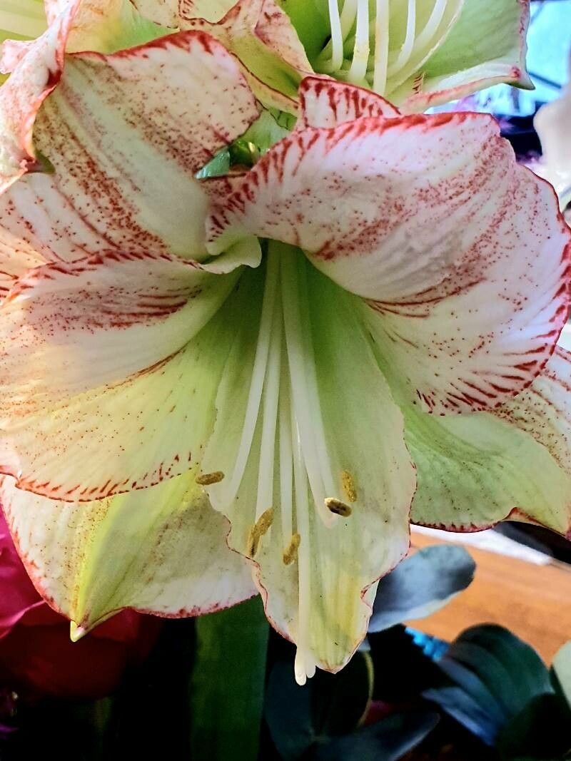 How To Grow Hippeastrum correiense | EarthOne