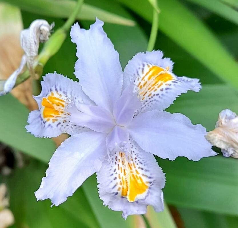 Iris japonica Thunb., Mano de Dios (Flora mundial) - Pl@ntNet identify