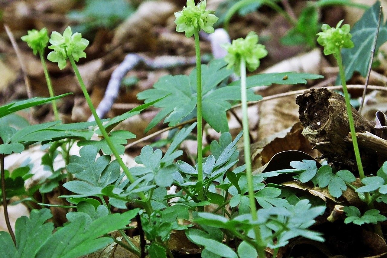 Taken Apr 4, 2014 by Tela Botanica − Jacques MARÉCHAL (cc-by-sa)