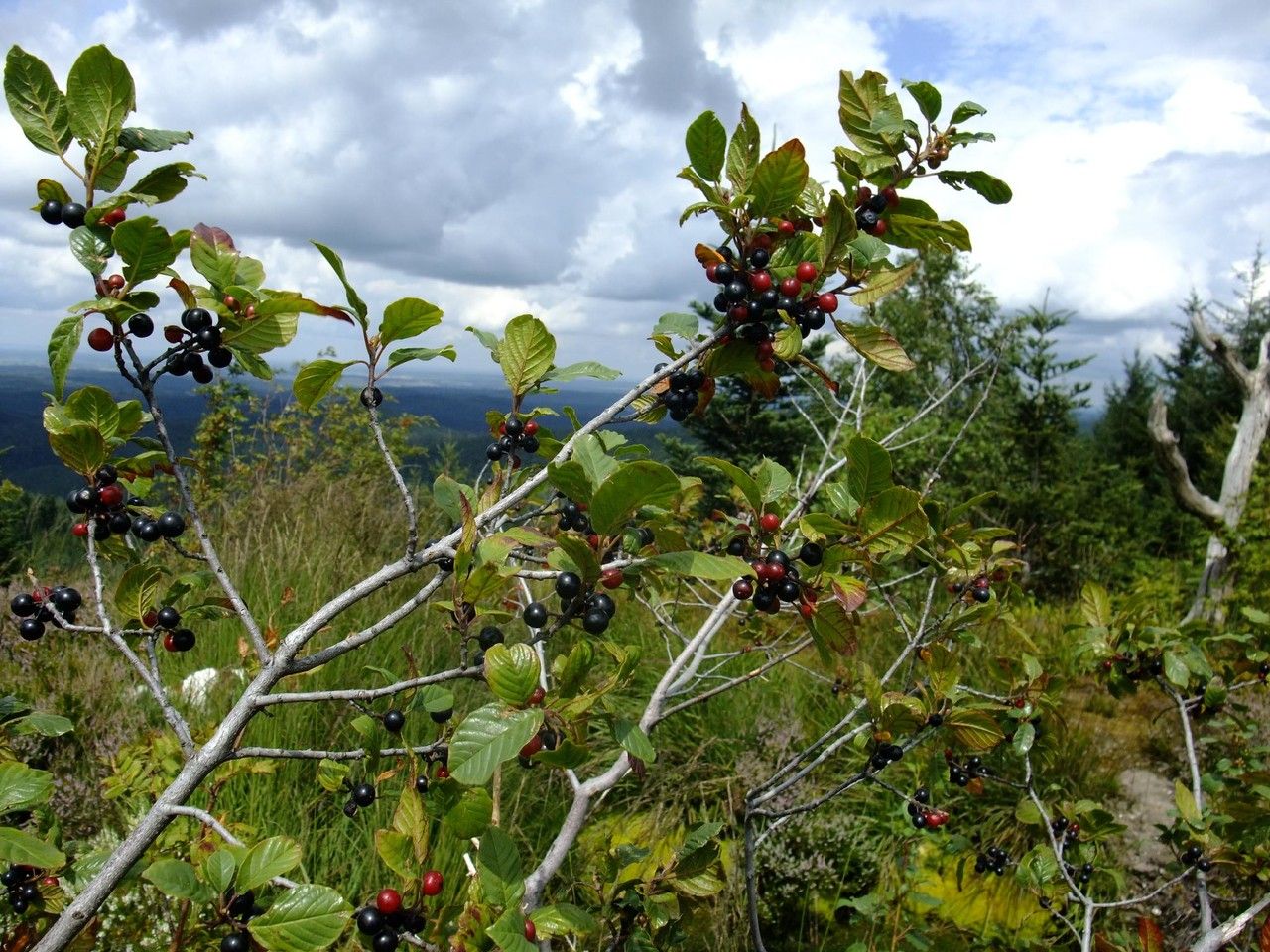 Alder buckthorn