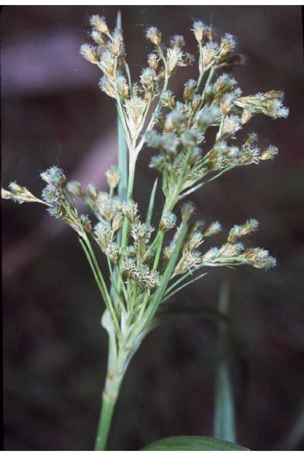 Taken Jan 1, 1900 by EOL − USDA NRCS Wetland Science Institute. (public)