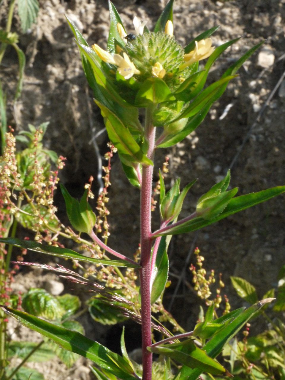 Taken Jul 12, 2013 by Tela Botanica − Liliane Roubaudi (cc-by-sa)