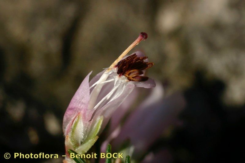 Taken Feb 15, 2006 by Photoflora - Benoit BOCK (©)