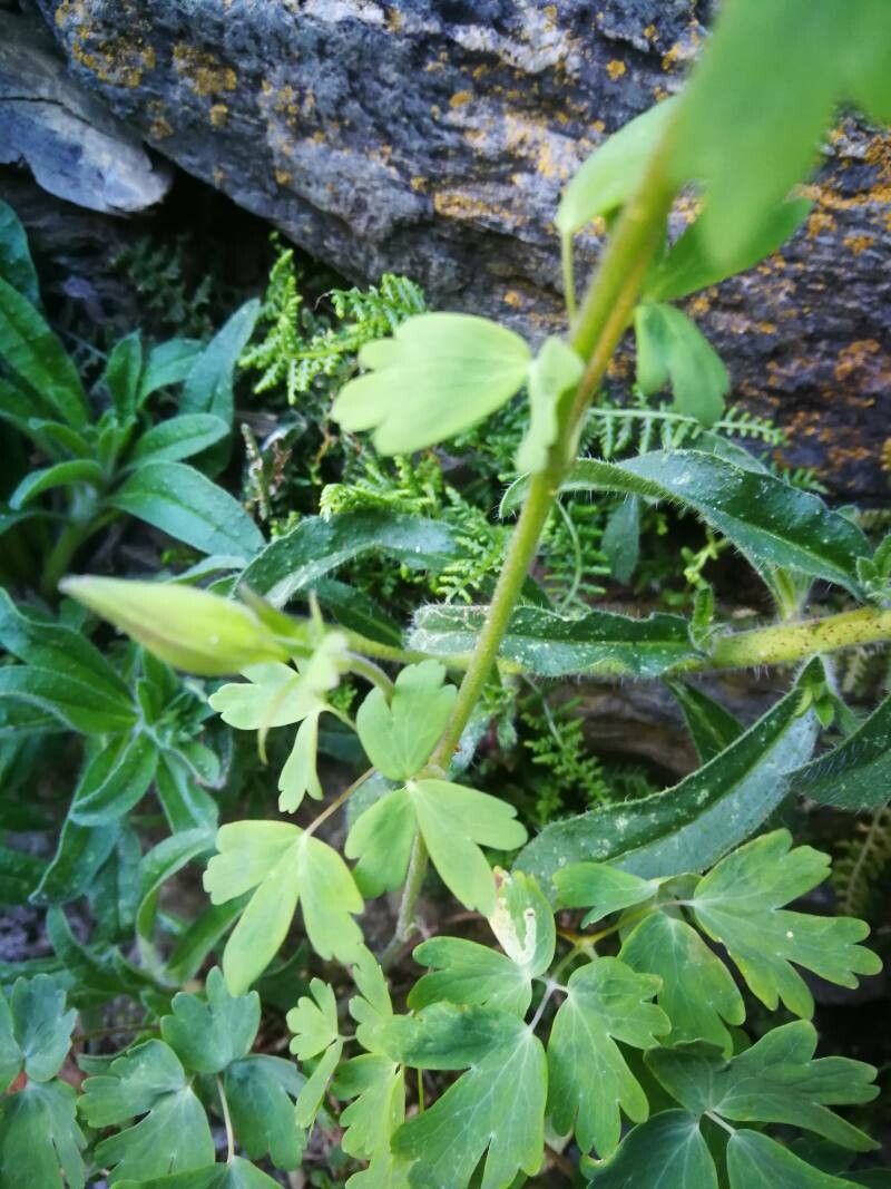 Plant Image 1