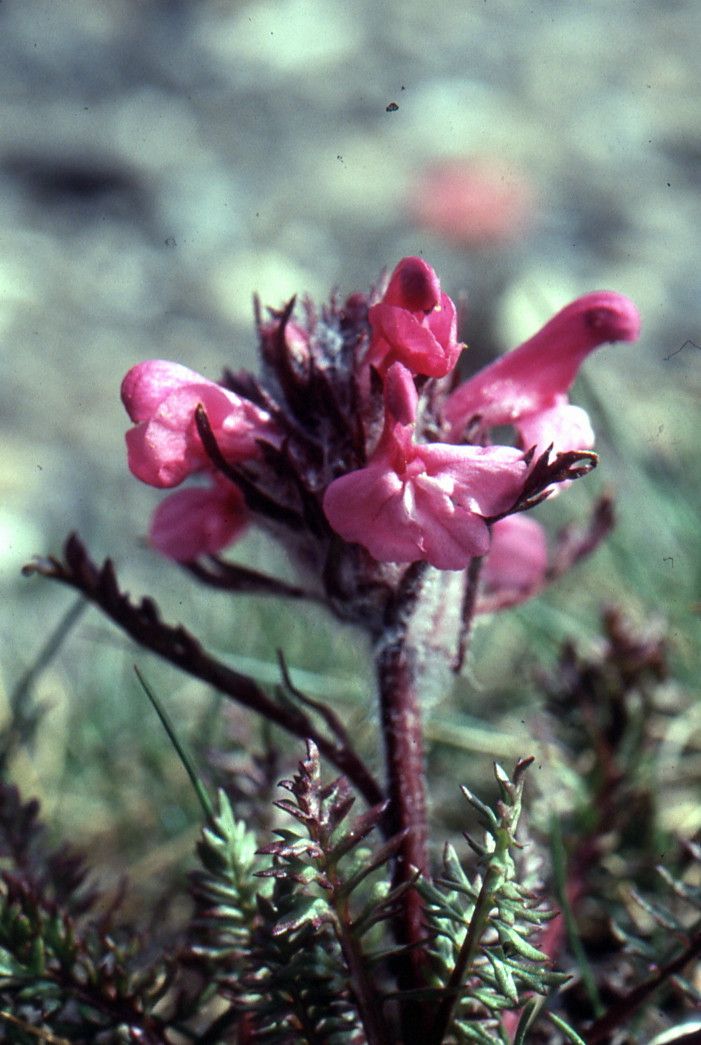 Taken Jun 7, 2001 by Tela Botanica − Liliane ROUBAUDI (cc-by-sa)