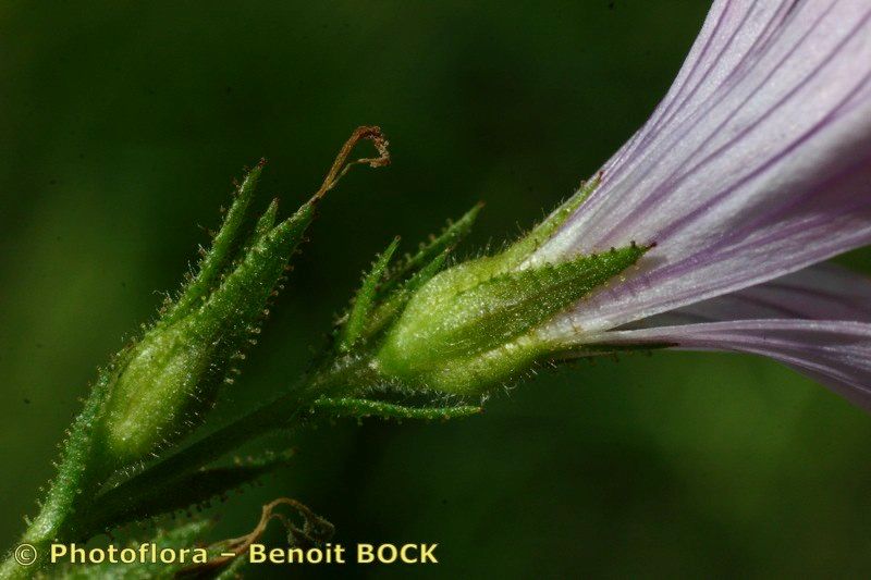 Taken Jul 15, 2005 by Photoflora - Benoit BOCK (©)