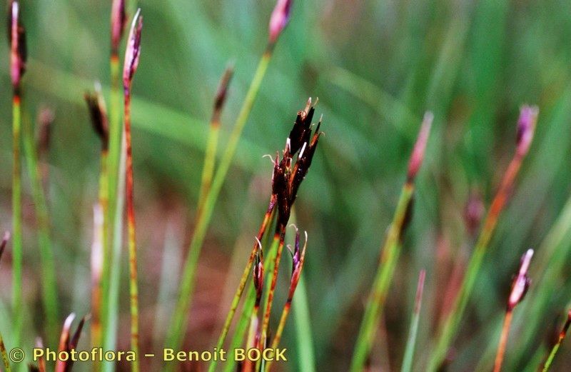 Taken Jul 15, 1997 by Photoflora - Benoit BOCK (©)