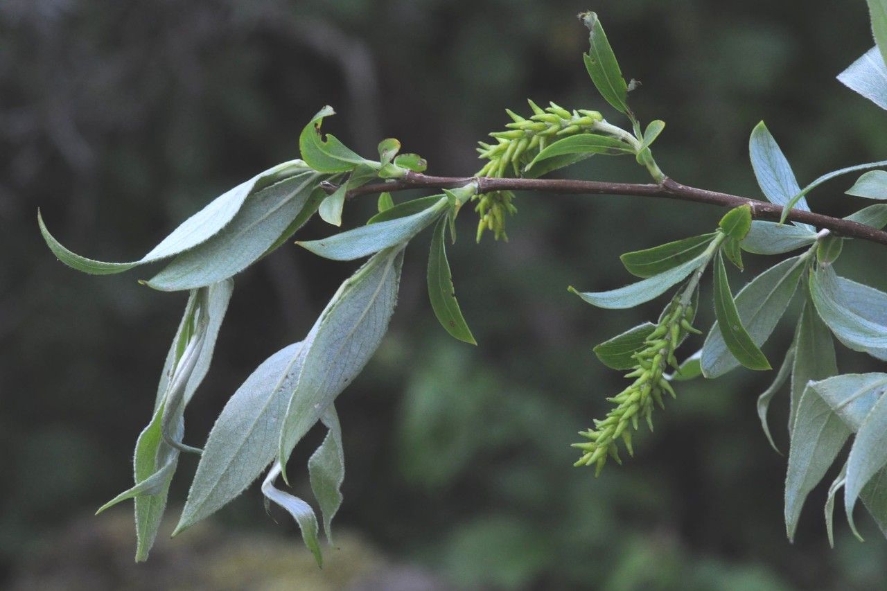 Taken May 9, 2014 by Tela Botanica − Françoise CARLE (cc-by-sa)