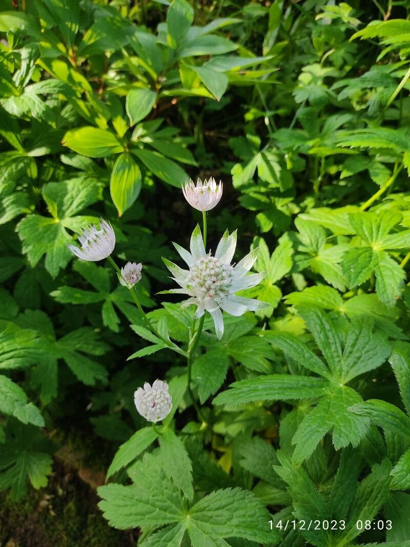 Observation Astrantia Major L Chris Burke Dec World Flora Pl Ntnet Identify