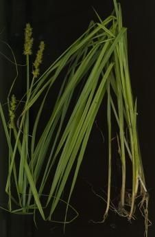 Plant Image 1