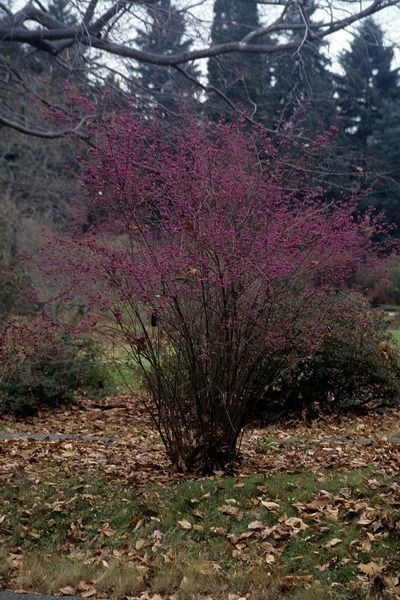 Taken Nov 2, 2009 by EOL − Chicago Botanic Garden 2009 (cc-by-nc-sa)