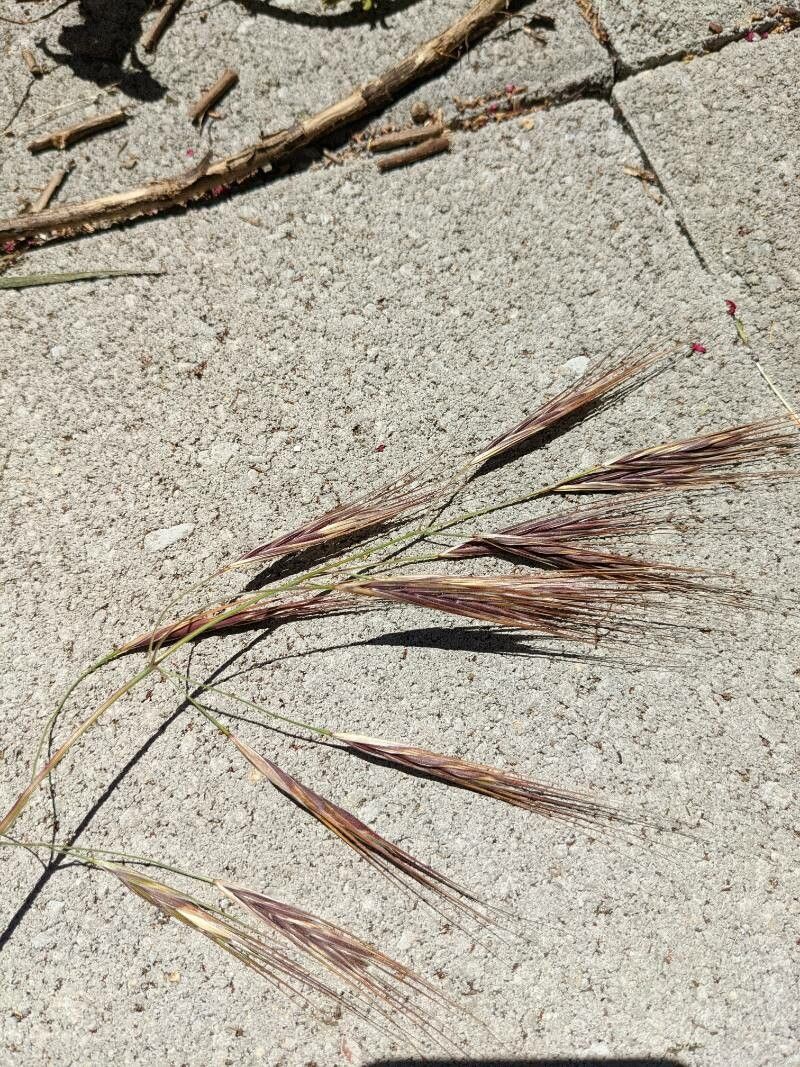 Broncho grass