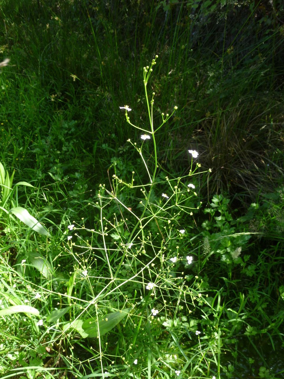 Taken Jul 8, 2016 by Tela Botanica − Jean-Paul COROLEUR (cc-by-sa)