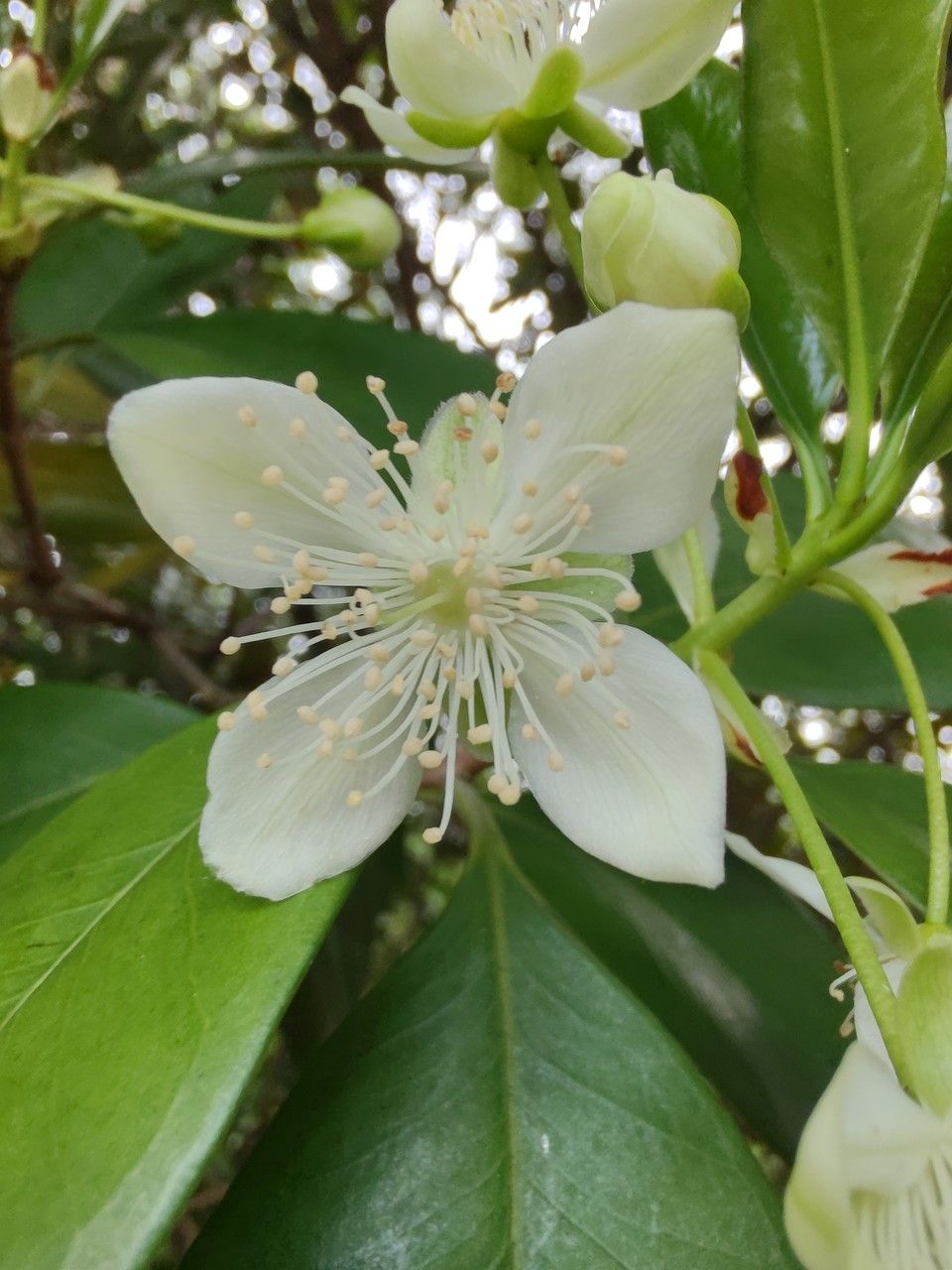 How To Grow Eugenia brasiliensis | EarthOne