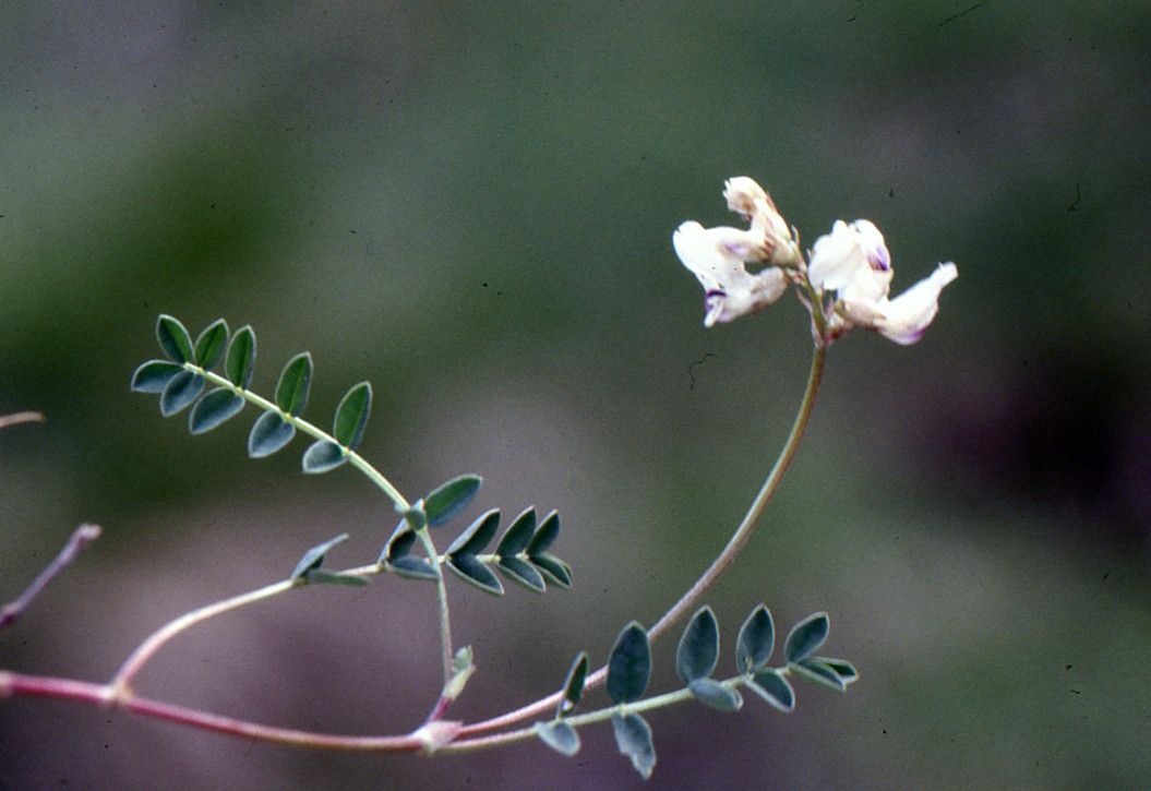 Taken Jul 6, 1995 by Tela Botanica − Liliane Roubaudi (cc-by-sa)