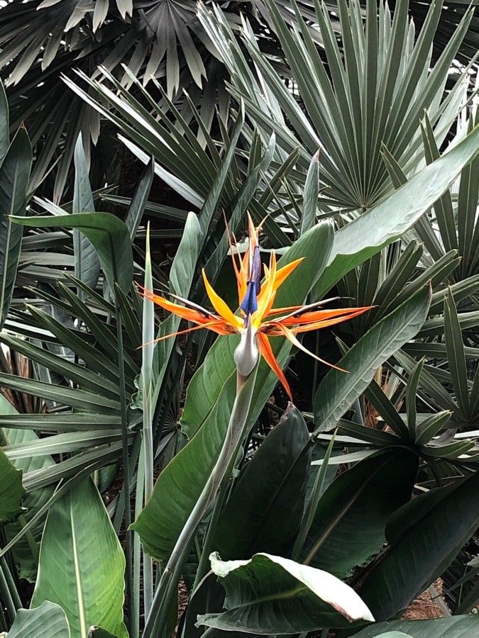 Strelitzia reginae Banks, Bird of Paradise (World flora) - Pl@ntNet identify