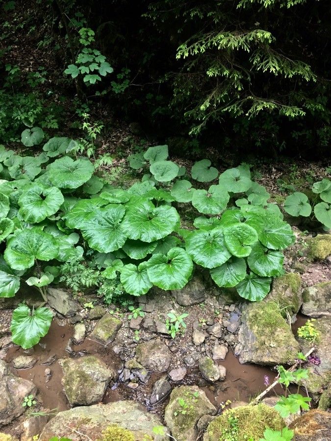 White butterbur