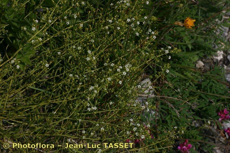 Taken Jul 15, 2005 by Photoflora - Jean-Luc TASSET (©)