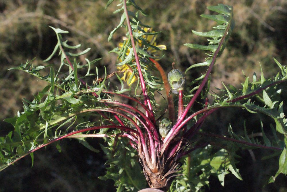 Taken Mar 13, 2014 by Tela Botanica − Liliane Roubaudi (cc-by-sa)