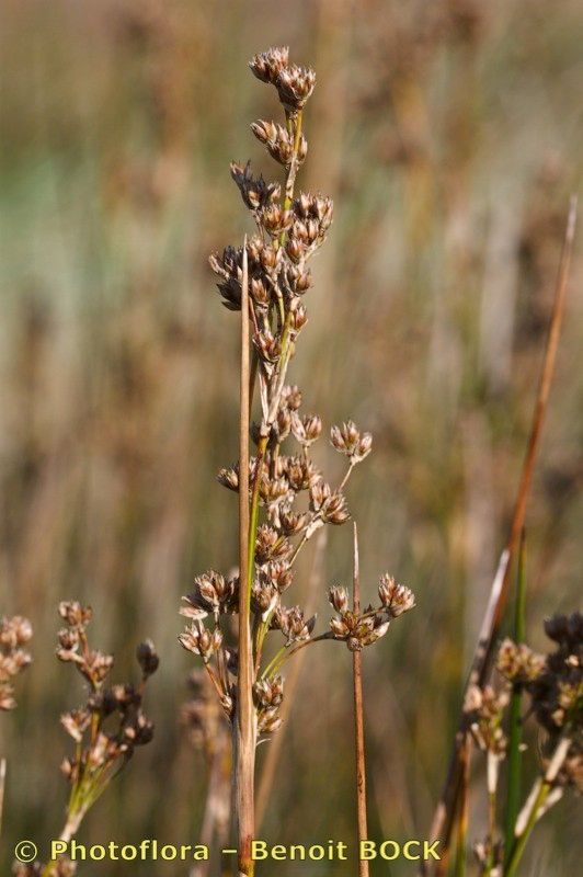 Taken Sep 15, 2011 by Photoflora - Benoit BOCK (©)