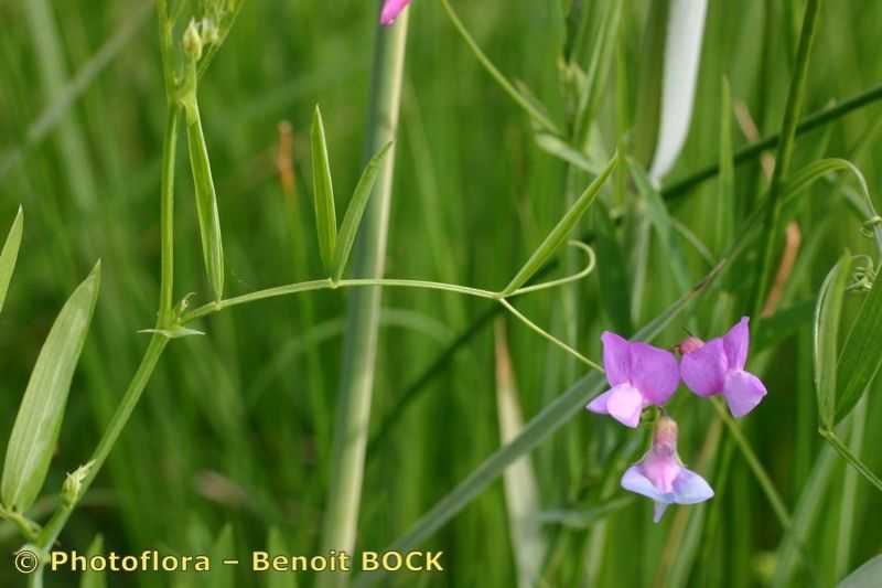 Taken Aug 15, 2006 by Photoflora - Benoit BOCK (©)