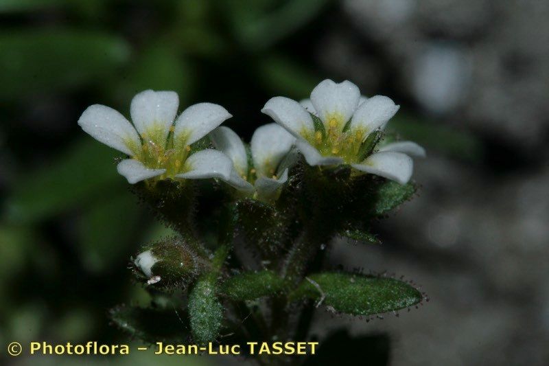 Taken Jul 15, 2009 by Photoflora - Jean-Luc TASSET (©)