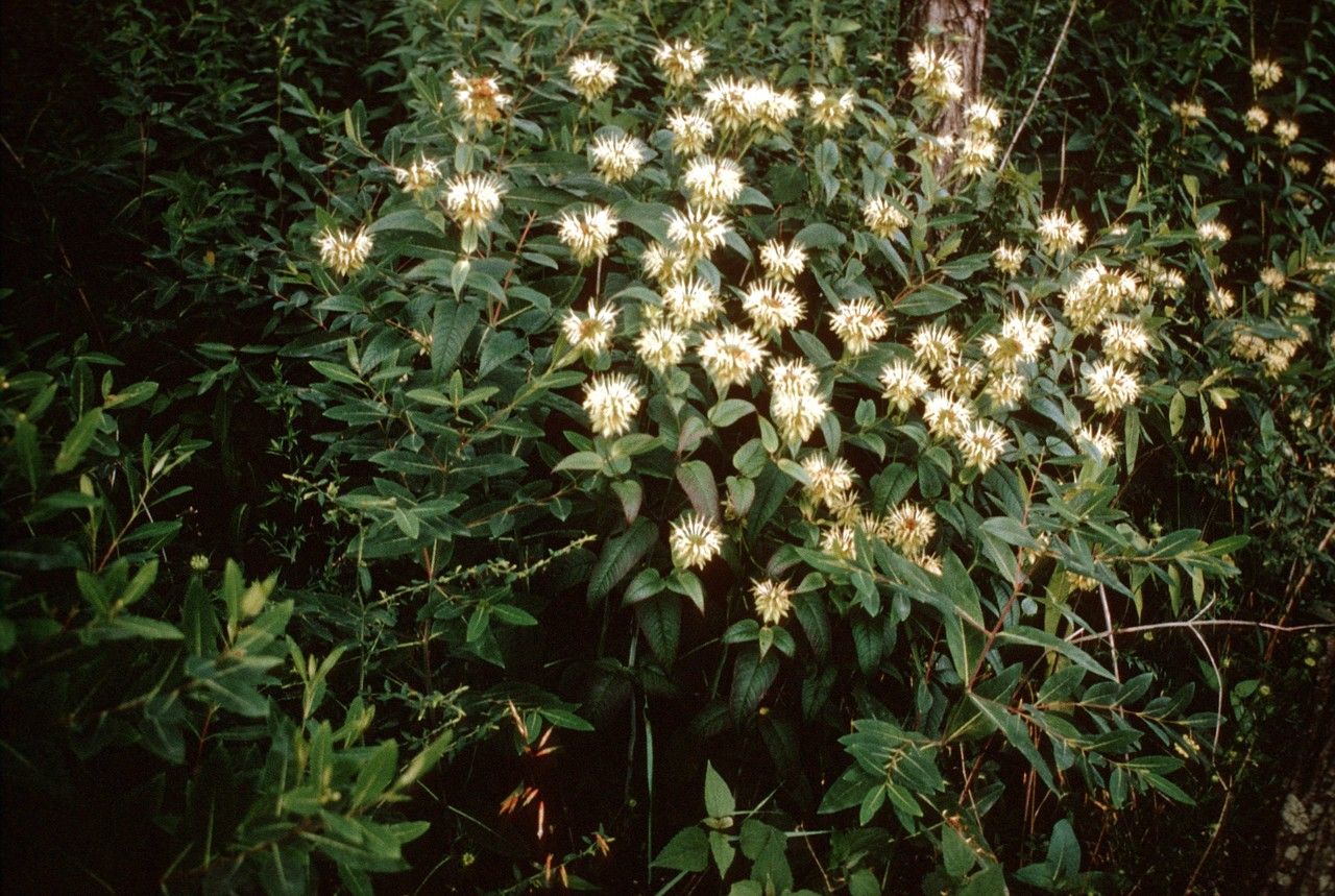 Taken Jan 1, 1900 by EOL − WVU Herbarium (cc-by-nc-sa)