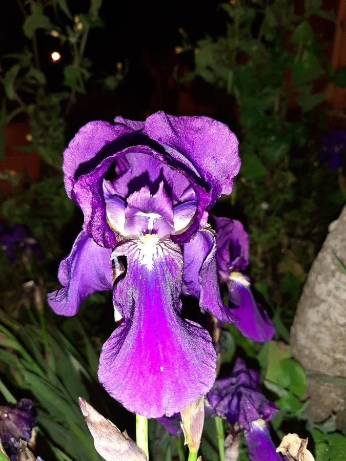 Iris pumila L., Lirio (Flora mundial) - Pl@ntNet identify