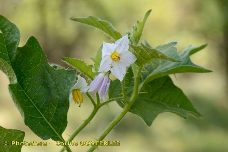 Taken Aug 15, 2018 by Photoflora - Corine OOSTERLEE (©)