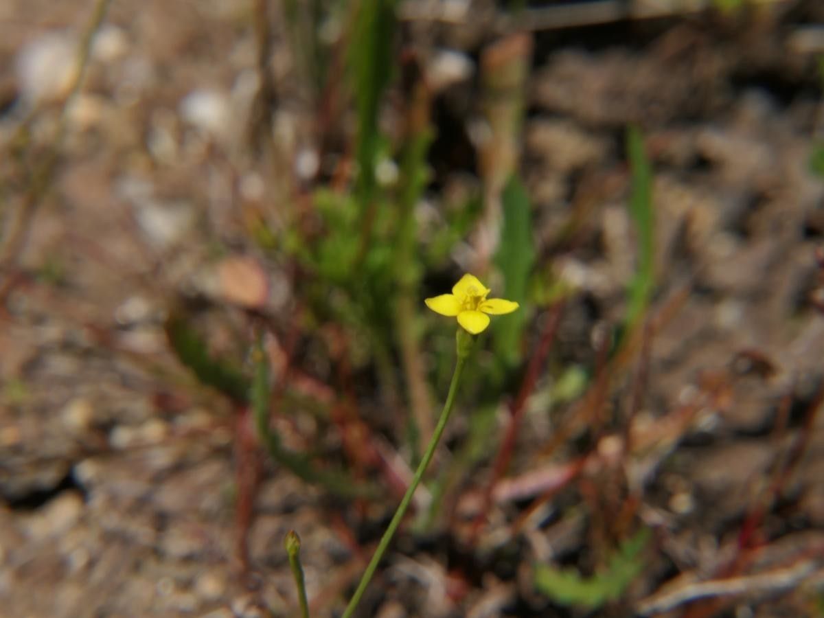 Taken May 26, 2019 by Tela Botanica − José Luis Romero Rego (cc-by-sa)