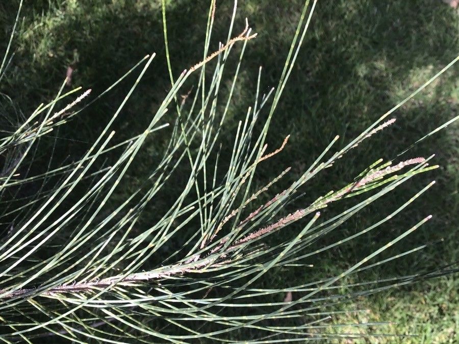 Casuarina Equisetifolia L., Casurina (Flora Mondiale) - Pl@ntNet Identify