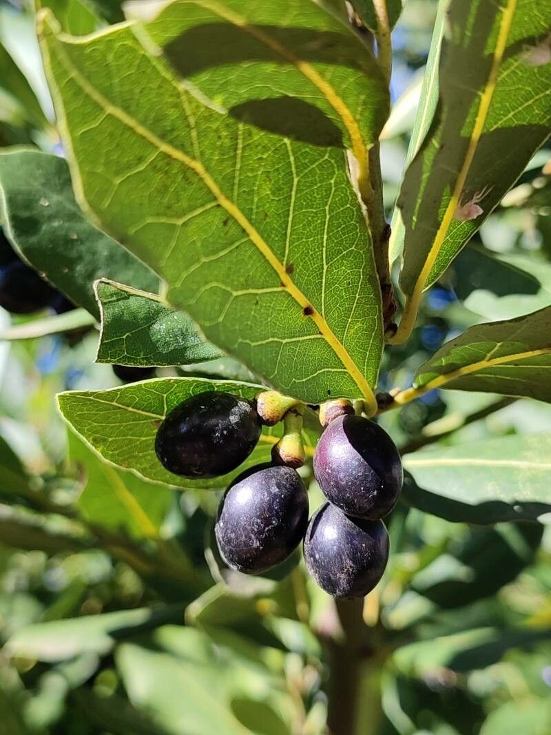 Laurus azorica (Seub.) Franco, Azores laurel (World flora) - Pl@ntNet